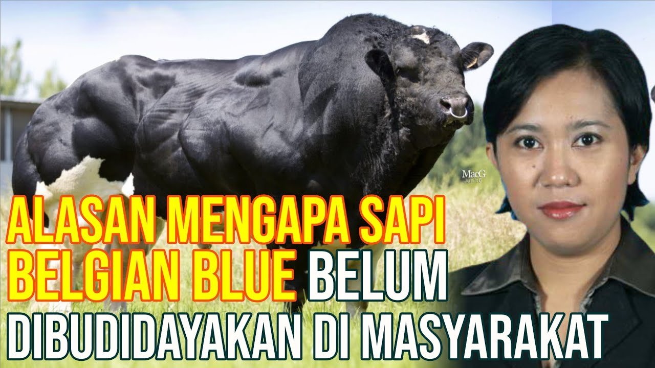Alasan Mengapa Sapi Belgian Blue Belum Dibudidayakan Di Indonesia.jpg